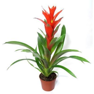 Гузмания Ostara, Гор9, Выс40 в интернет гипермаркете «Планета Лета». Фото