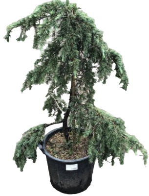 Кедр гималайский Feelin Blue,Гор35Выс160 И в интернет гипермаркете «Планета Лета». Фото