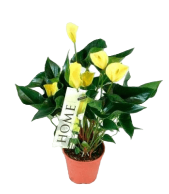 Антуриум Yellow, Гор17, Выс70 в интернет гипермаркете «Планета Лета». Фото