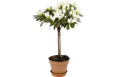 Азалия японская микс штамб, Гор22, Выс30 И в интернет гипермаркете «Планета Лета». Фото