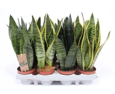 Сансевиерия Mix, Гор14, Выс40-50 К в интернет гипермаркете «Планета Лета». Фото