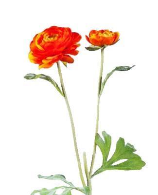 Ранункулус золотисто-оранжевый 45 см, 2цв 12/144 30.0610041OR в интернет гипермаркете «Планета Лета». Фото