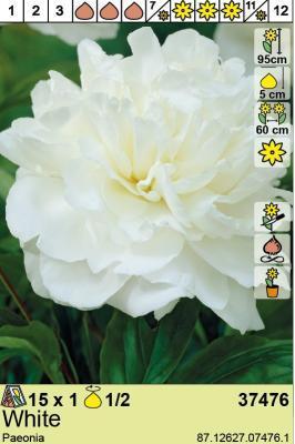 BES Пион White (x1) в интернет гипермаркете «Планета Лета». Фото