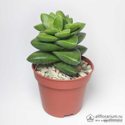 Крассула Springtime, Гор11, Выс20 в интернет гипермаркете «Планета Лета». Фото