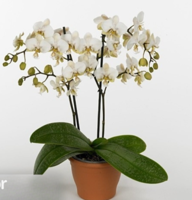 Фаленопсис 2 pp Multiflora Pico Chip, Гор12, Выс50 в интернет гипермаркете «Планета Лета». Фото