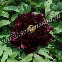 Пион древовидный Эрли Блэк Люкс П в интернет гипермаркете «Планета Лета». Фото