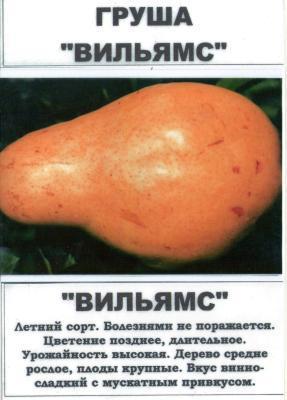 Груша Вильямс 2-летка С4 Н140 в интернет гипермаркете «Планета Лета». Фото