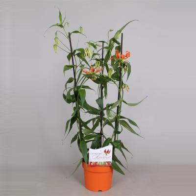 Глориоза Rothschildi, Гор21, Выс105 в интернет гипермаркете «Планета Лета». Фото