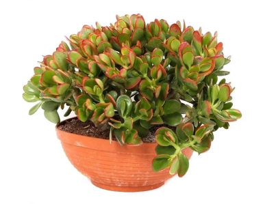 Крассула Ovata в плошке, Гор22, Выс50 в интернет гипермаркете «Планета Лета». Фото