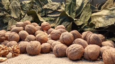 Орех грецкий Великан (в агрономической сетке) в интернет гипермаркете «Планета Лета». Фото