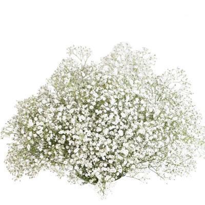 Гипсофила подвес, Гор18 М в интернет гипермаркете «Планета Лета». Фото