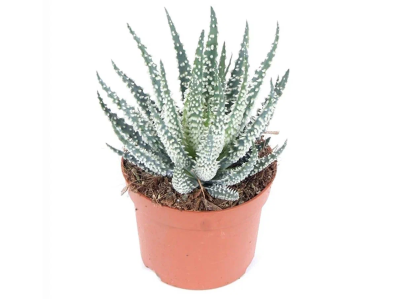 Алоэ Humilis, Гор7, Выс17 в интернет гипермаркете «Планета Лета». Фото