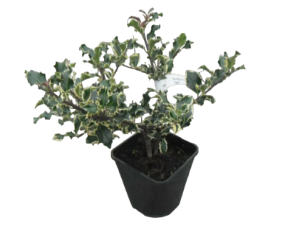 Падуб остролист.Silver Queen, С5, Выс25-30 Б в интернет гипермаркете «Планета Лета». Фото