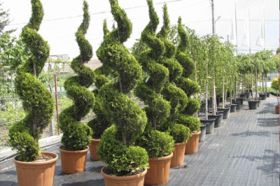 Купрессоципарис LEYL. ф.спираль, Гор58, Выс200-250 в интернет гипермаркете «Планета Лета». Фото