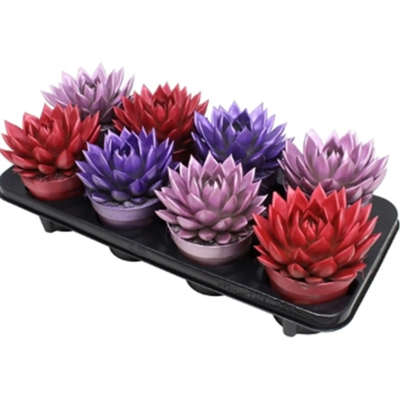 Эчеверия color, Гор15, Выс25 в интернет гипермаркете «Планета Лета». Фото