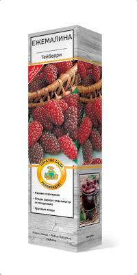 Ежемалина (Ежевика) Тейберри (малина х ежевика)/ЦКор в интернет гипермаркете «Планета Лета». Фото