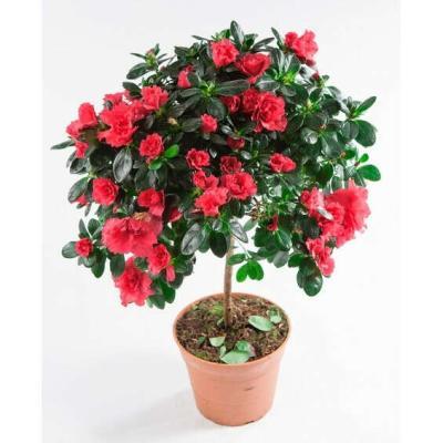 Азалия листопадная микс, Гор21, Выс70 в интернет гипермаркете «Планета Лета». Фото