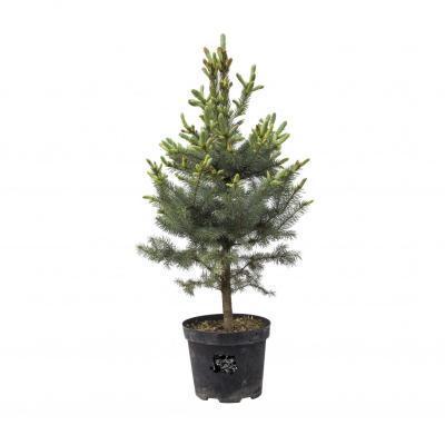 Ель колючая Blue Majestic, Гор25, Выс60 в интернет гипермаркете «Планета Лета». Фото
