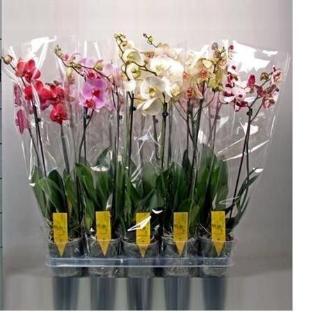 Фаленопсис 1 pp Mix, Гор12, Выс65, III, уц13 в интернет гипермаркете «Планета Лета». Фото