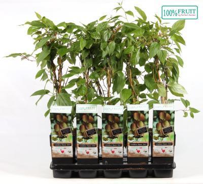 Актинидия Байерн киви 2-летка С2 Н30 в интернет гипермаркете «Планета Лета». Фото