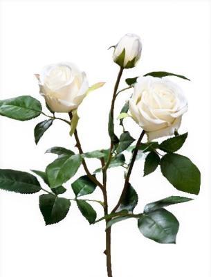 Роза Флорибунда Мидл ветвь белая в-36 см 2цв,1бут 12/72 30.0611065WH в интернет гипермаркете «Планета Лета». Фото