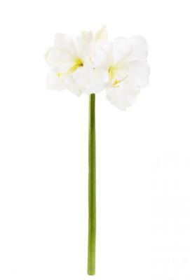 Амариллис Princess белый в-73 см 2цв (д-17 и 21 см) и 2 бут 30.11170022WH в интернет гипермаркете «Планета Лета». Фото