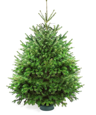 Пихта Нордмана, Гор65, Выс175 в интернет гипермаркете «Планета Лета». Фото
