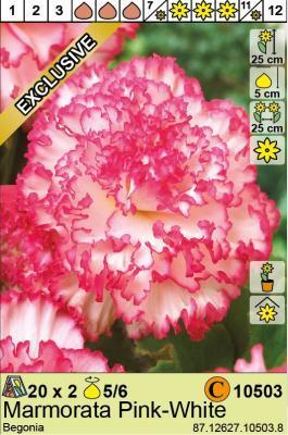 STA Бегония Marmorata Pink-White (x2) Holland Bulb Market в интернет гипермаркете «Планета Лета». Фото STA Бегония Marmorata Pink-White (x2) в интернет гипермаркете «Планета Лета». Фото
