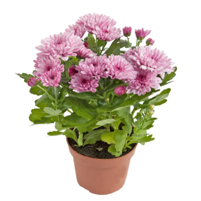 Хризантема домашнее растение в пластиковом кашпо, диаметр горшка 12 см, высота растения 30 см в интернет гипермаркете «Планета Лета». Фото