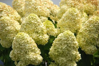 Гортензия крупноцв пирамида., Гор23, Выс75 в интернет гипермаркете «Планета Лета». Фото