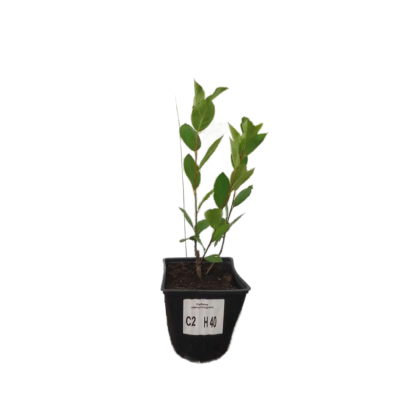 Рябина черноплодная 2-летка С2 Выс40 в интернет гипермаркете «Планета Лета». Фото