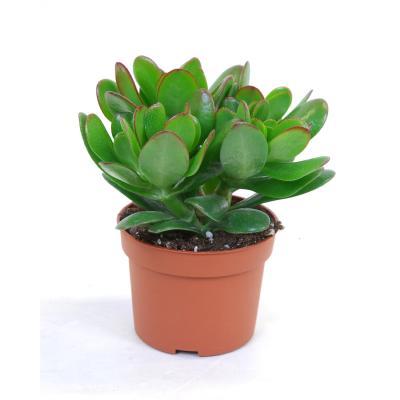 Крассула Magical Tree, Гор15, Выс30 в интернет гипермаркете «Планета Лета». Фото