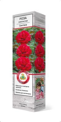 Роза плетистая Сантана П в интернет гипермаркете «Планета Лета». Фото