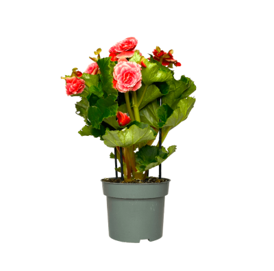 Бегония Borias, Гор13, Выс30 в интернет гипермаркете «Планета Лета». Фото