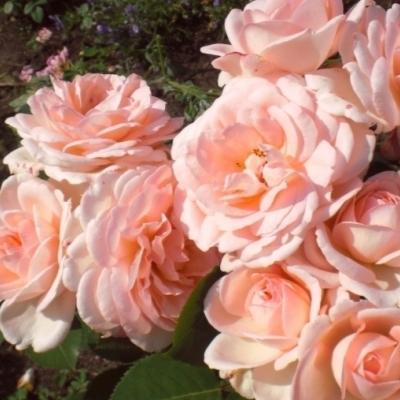 Роза шраб Клэр Ренессанс, Гор38 ЕП в интернет гипермаркете «Планета Лета». Фото