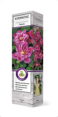 Клематис крупноцветковый Пиилу/ЦКор в интернет гипермаркете «Планета Лета». Фото