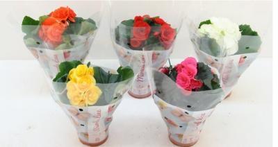 Бегония Double Mix, Гор9, Выс25 в интернет гипермаркете «Планета Лета». Фото