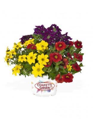 Растения Трио композиция в конт, Гор19 М в интернет гипермаркете «Планета Лета». Фото