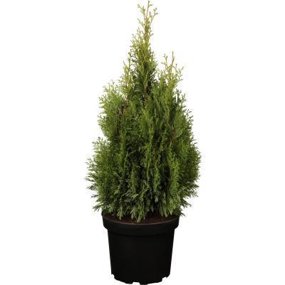 Туя запад.Smaragd, Гор11, Выс35 в интернет гипермаркете «Планета Лета». Фото