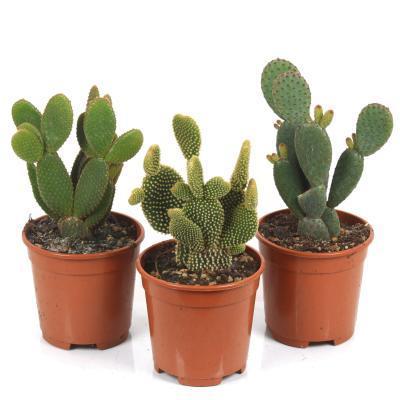 Опунция Mix, Гор9, Выс30 в интернет гипермаркете «Планета Лета». Фото