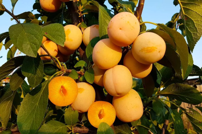 Слива колоновидная Мирабелла 2-летка С4 Выс120 в интернет гипермаркете «Планета Лета». Фото