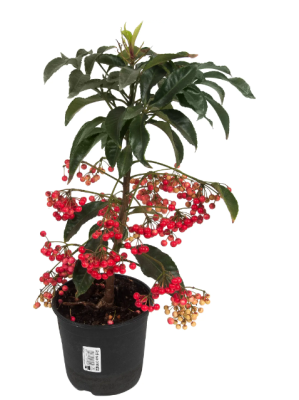 Ардизия Crenata, Гор14, Выс50 в интернет гипермаркете «Планета Лета». Фото