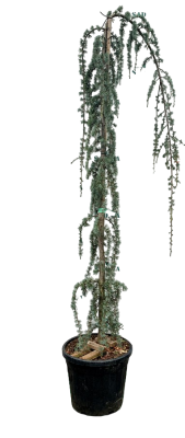 Кедр атласский Glauca, Гор55, Выс250 И в интернет гипермаркете «Планета Лета». Фото