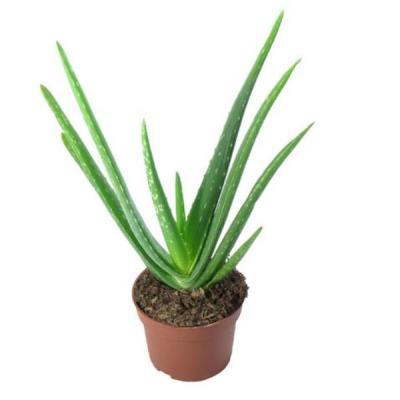 Алоэ Vera, Гор15, Выс60 в интернет гипермаркете «Планета Лета». Фото