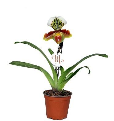 Орхидея Paphiopedilum, Гор12, Выс50 в интернет гипермаркете «Планета Лета». Фото