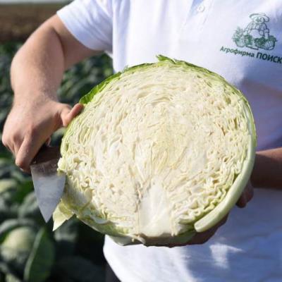 Капуста белокочанная Застольный F1 (сер.Домаш.заготовка) (А) (ЦВ) 0,2гр