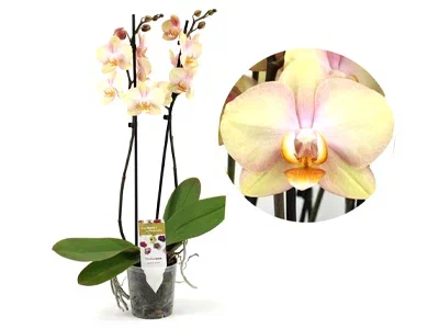 Фаленопсис 2 pp Sparks, Гор12, Выс65 в интернет гипермаркете «Планета Лета». Фото