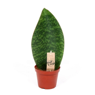 Сансевиерия Grandis Big Leaf, Гор8, Выс23 в интернет гипермаркете «Планета Лета». Фото