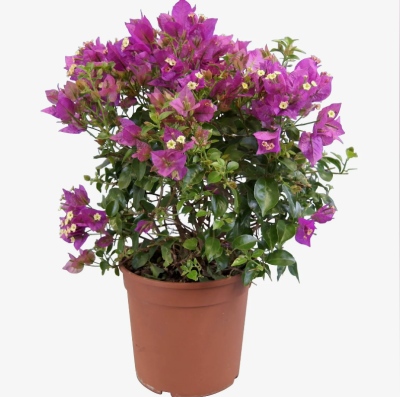 Бугенвиллея, Гор9, Выс25 в интернет гипермаркете «Планета Лета». Фото