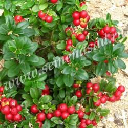 Брусника Ред Перл П в интернет гипермаркете «Планета Лета». Фото